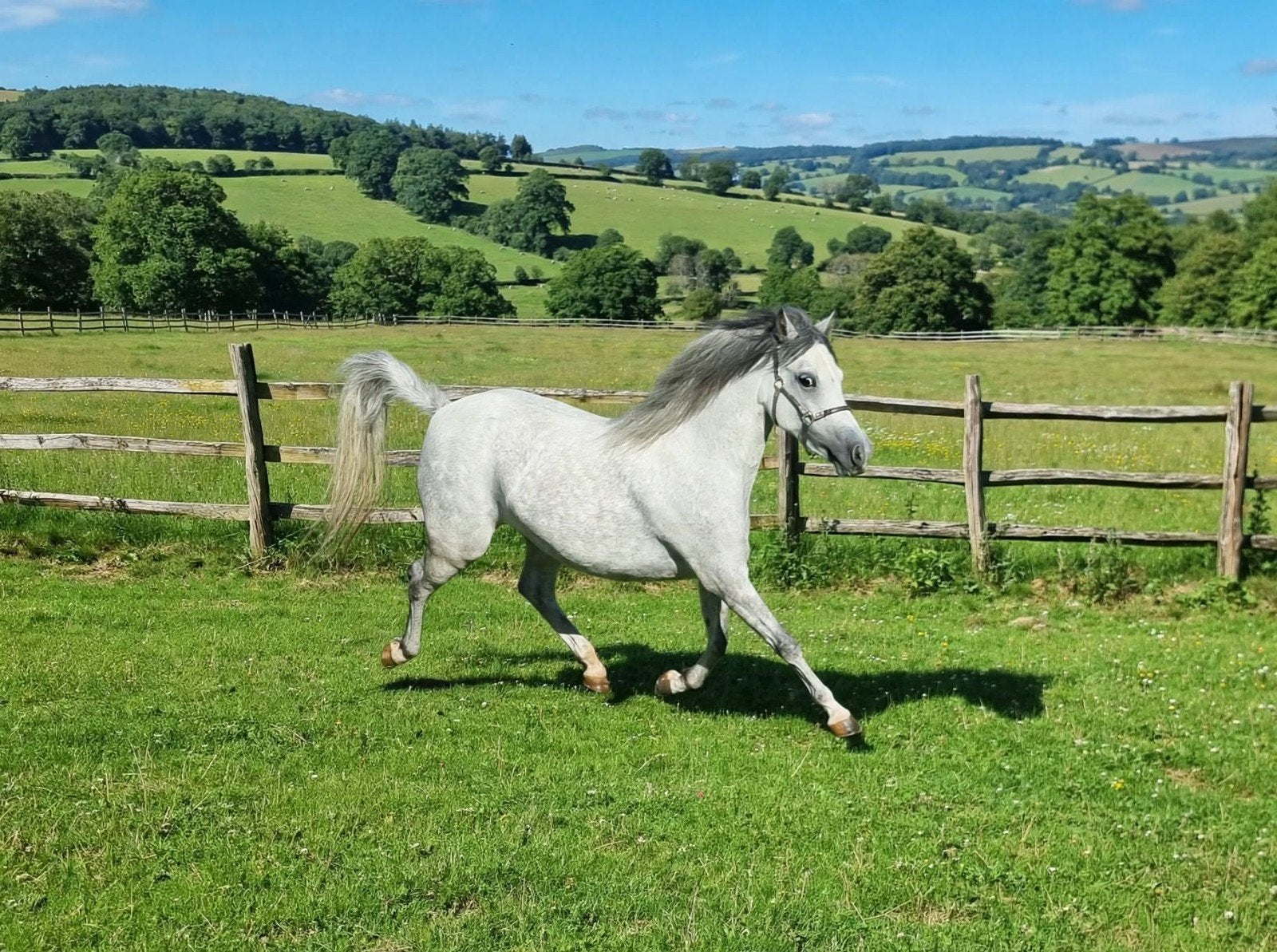 Welsh pony Merrie, Jument, Poney B (1.17 m à 1.27 m), Vermifugé, 3 à 6 ans