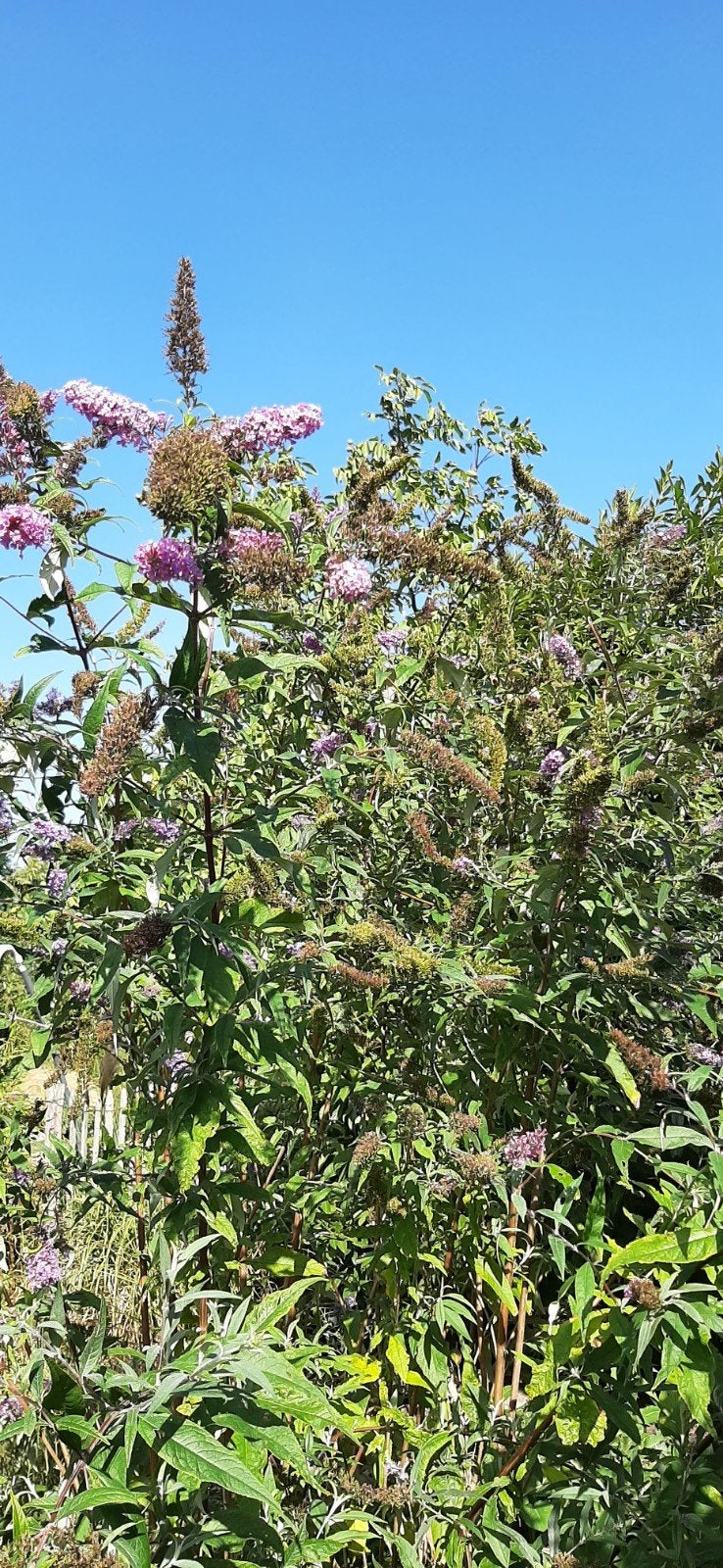 Te Koop: Vlinderstruiken, Tuin en Terras, Planten | Struiken en Hagen, Ophalen, Vlinderstruik, Struik, 100 tot 250 cm