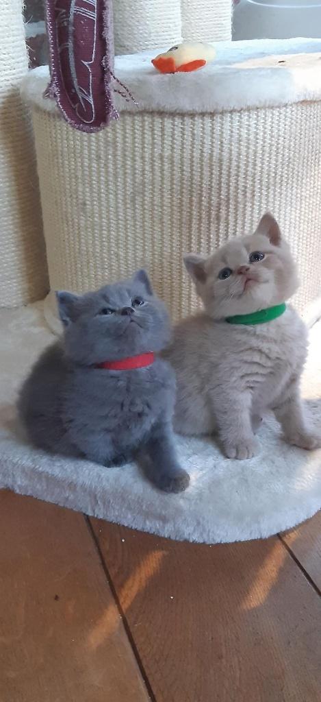 Brits korthaar kitten stamboom Gent, Kater, Gechipt, 0 tot 2 jaar