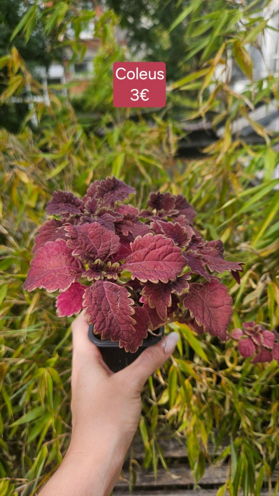 Coleus, Enlèvement ou Envoi