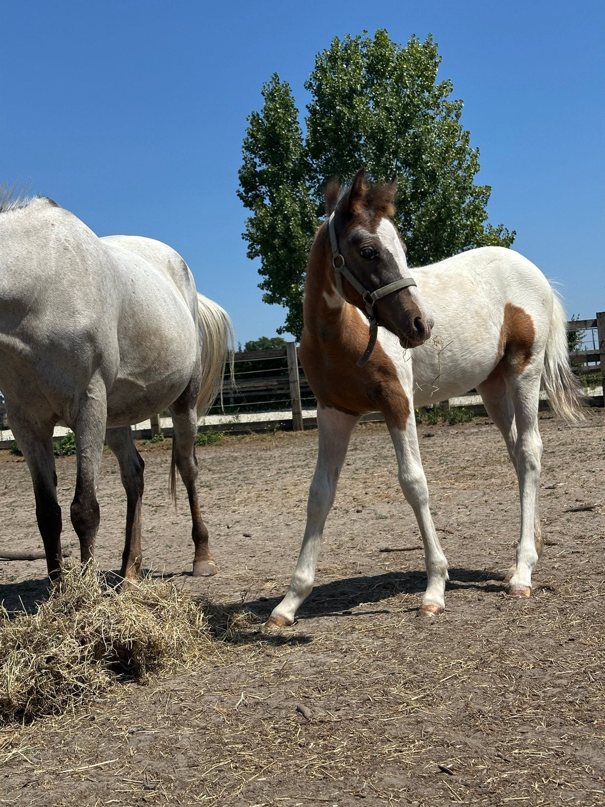 Pintaloosa merrieveulen, Springpony, Gechipt