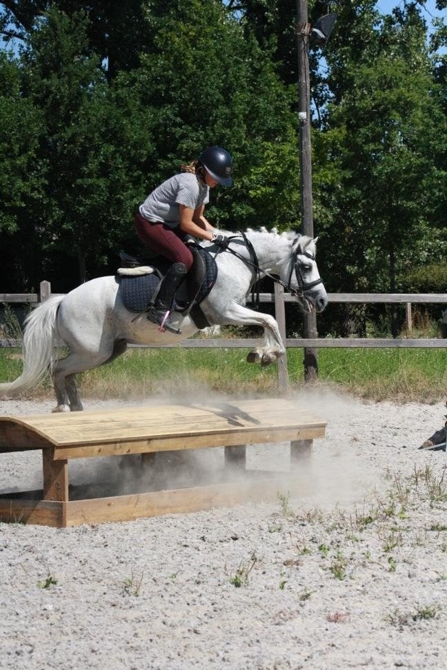 geweldige b pony, Dieren en Toebehoren, Gechipt, Ruin, Springpony, Zadelmak