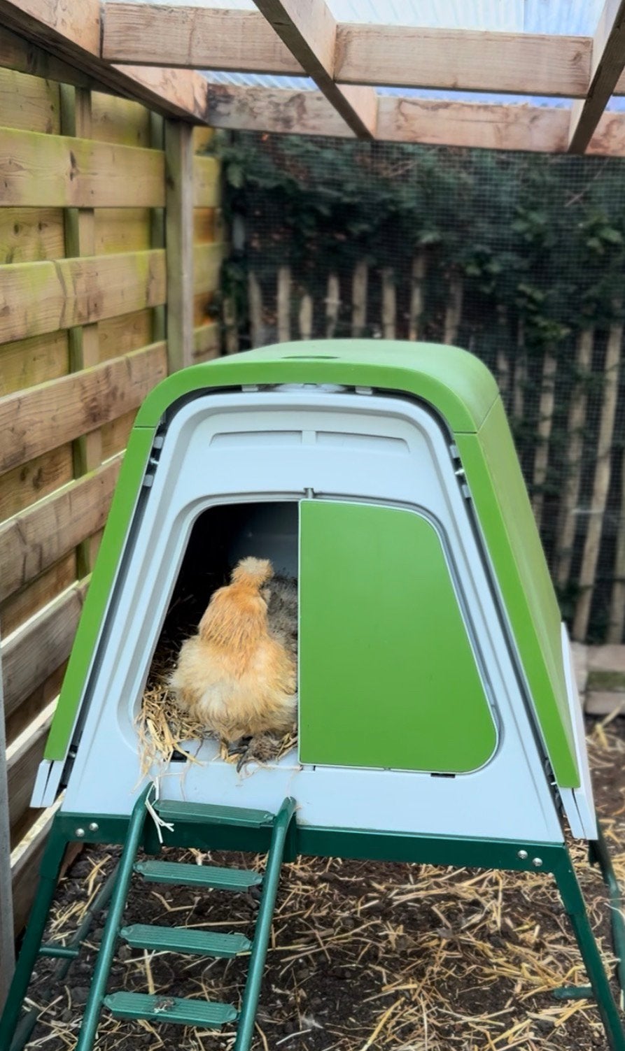 Omlet inloopren 2m x 3m met afdekzijlen en zitstok, Dieren en Toebehoren, Pluimvee | Toebehoren, Ophalen, Gebruikt, Kippenhok of Kippenren