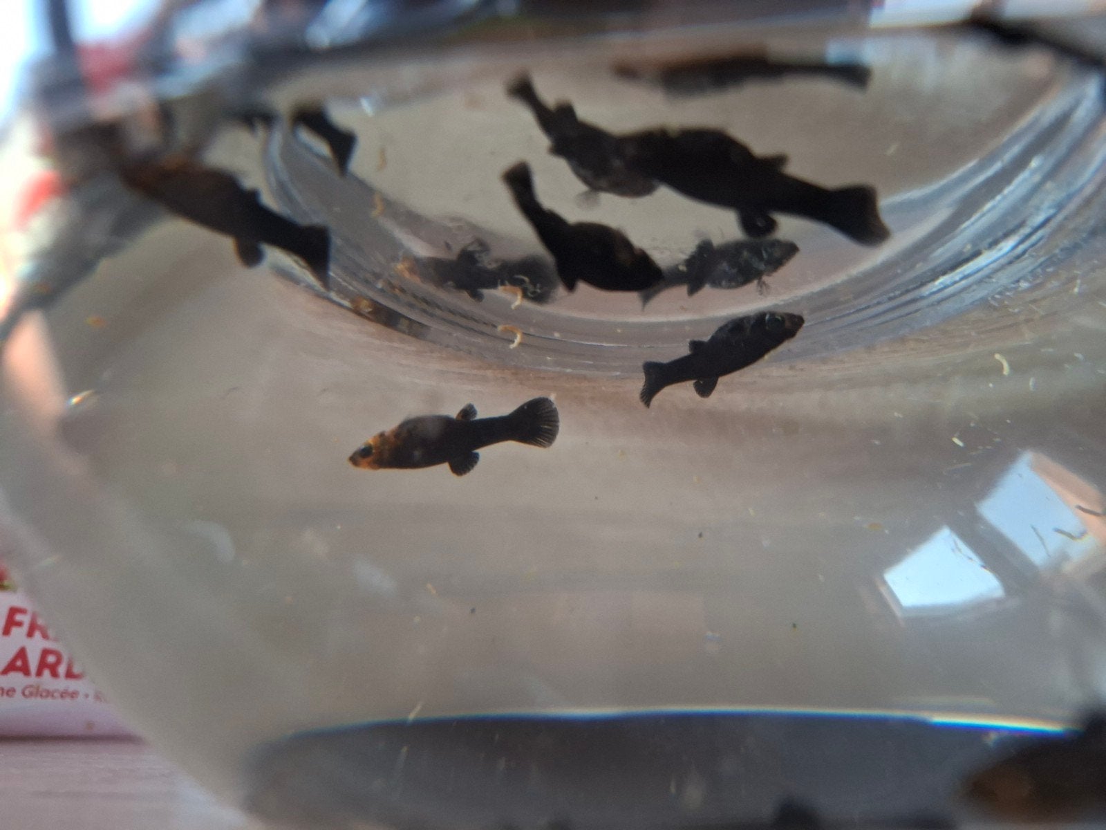 Black/marmer molly jongen, Dieren en Toebehoren