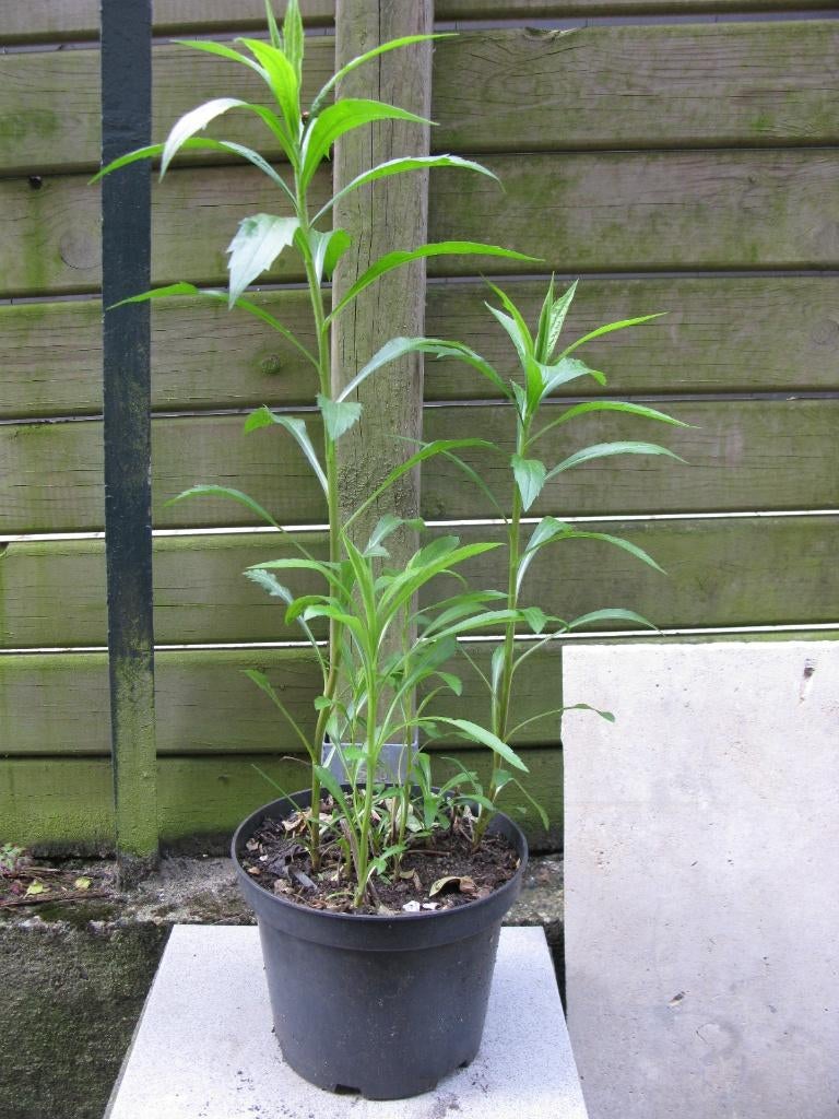 Solidage (verge d'or) en pot, Ophalen, Lente, Vaste plant, Overige soorten