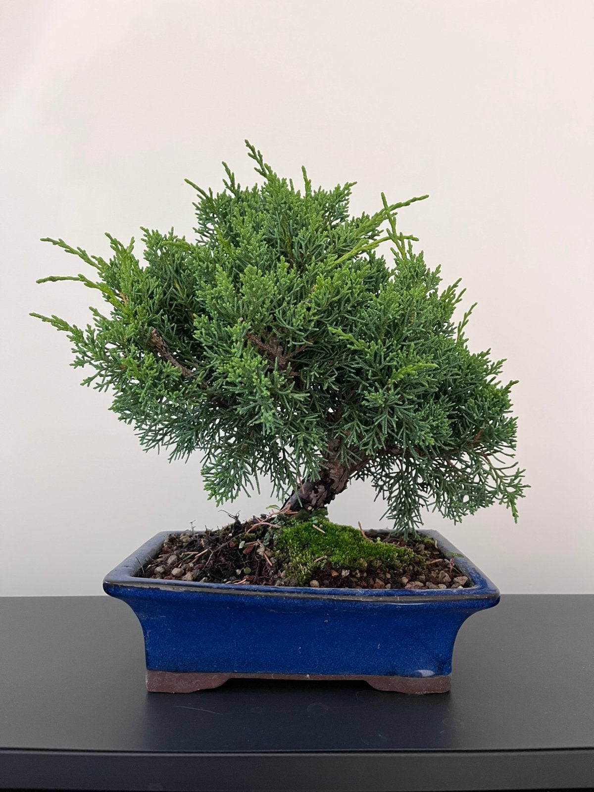 Juniperus Bonsai, Enlèvement