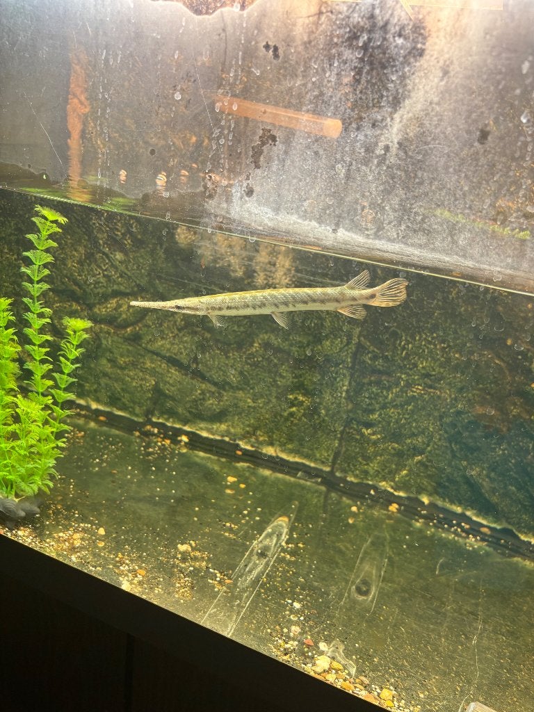 Spotted gar vis, Poisson, Poisson d'eau douce