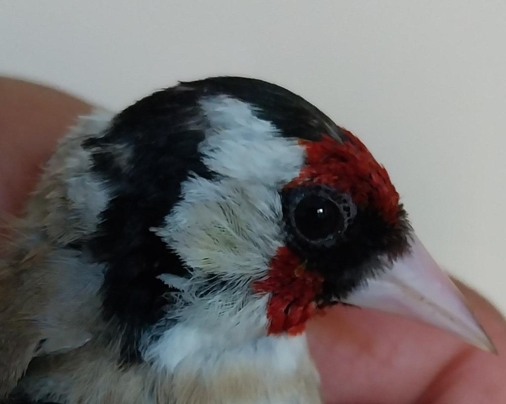 Chardonneret parva d'Algérie 11cm petite taille petite tête, Mâle, Oiseau chanteur sauvage, Domestique