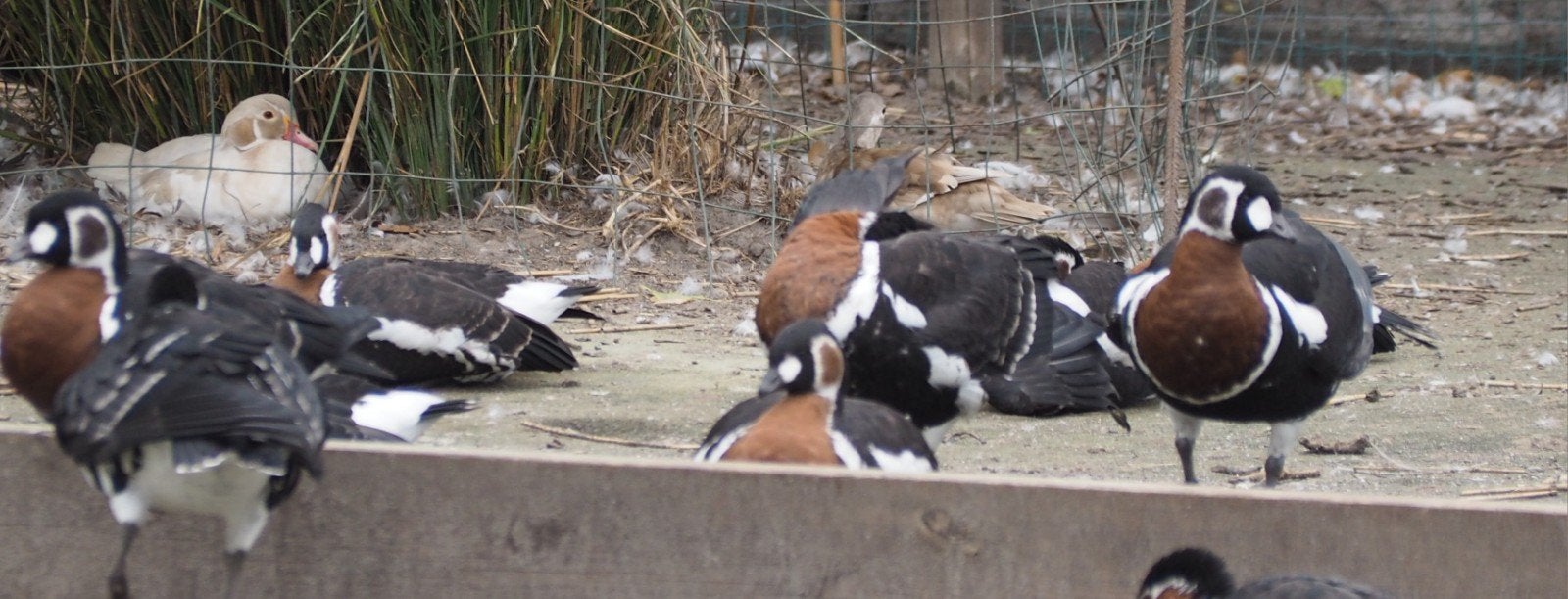 ganzen Roodhalsganzen, Dieren en Toebehoren, Meerdere dieren, Gans of Zwaan