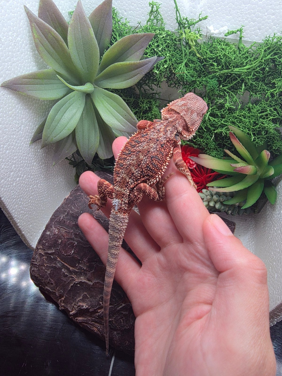 100% Red Monster Hypo Man (Baardagaam Top, Dieren en Toebehoren, Reptielen en Amfibieën | Toebehoren, Ophalen
