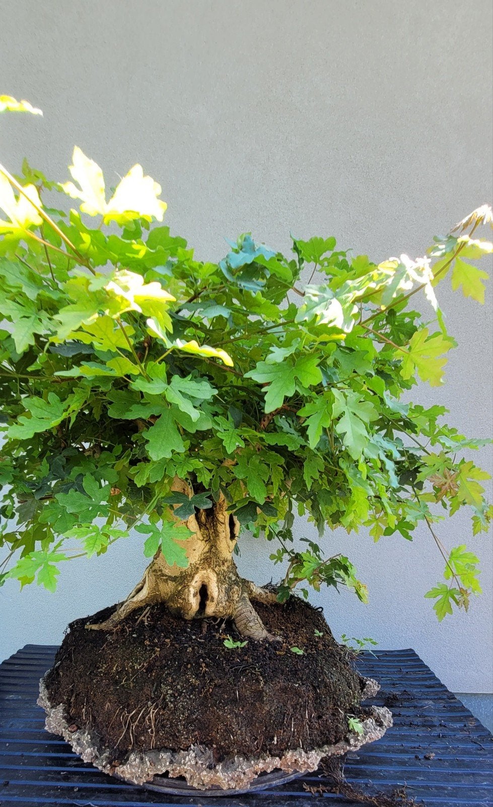 Acer campestre bonsai, Tuin en Terras, Planten | Bomen, Ophalen