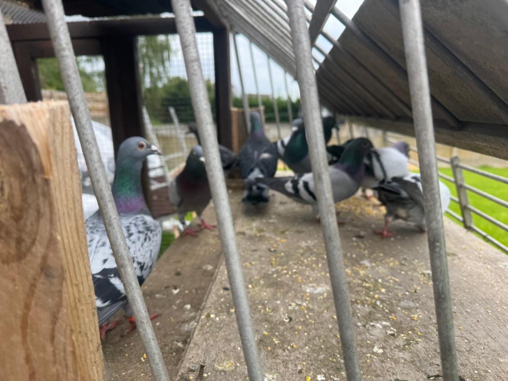 Duiven te koop, Tickets & Billets, Loisirs | Jardins zoologiques