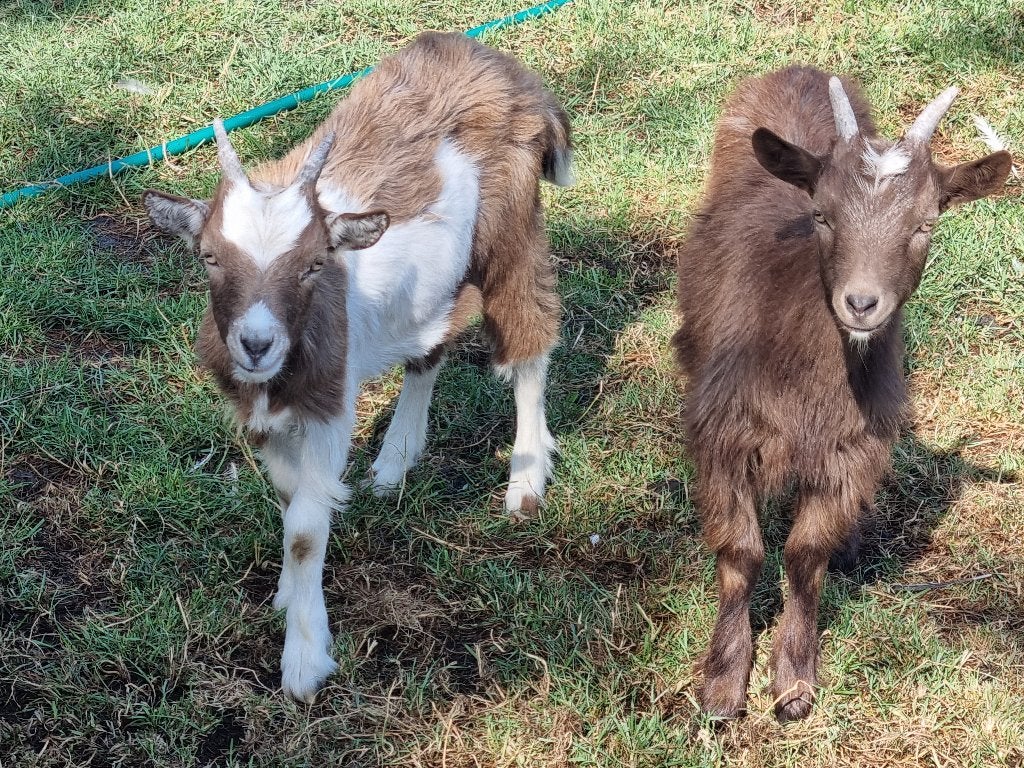 Twee lieve kleine Hollandse landgeitjes voor 125 euro, Chèvre
