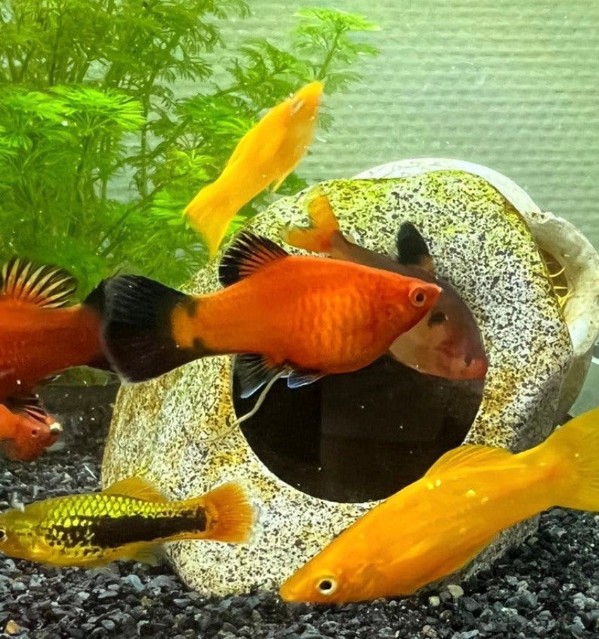 Redtail platy’s, Poisson, Poisson d'eau douce, Banc de poissons
