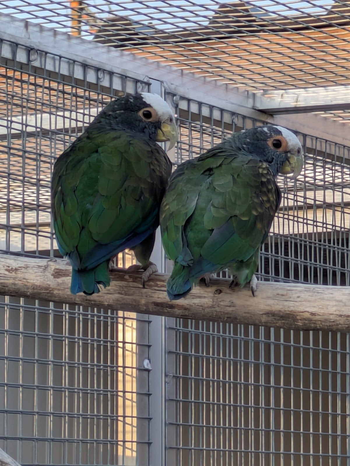 1-1 Pionus Senilis, Dieren en Toebehoren, Vogels | Parkieten en Papegaaien, Meerdere dieren, Papegaai, Geringd