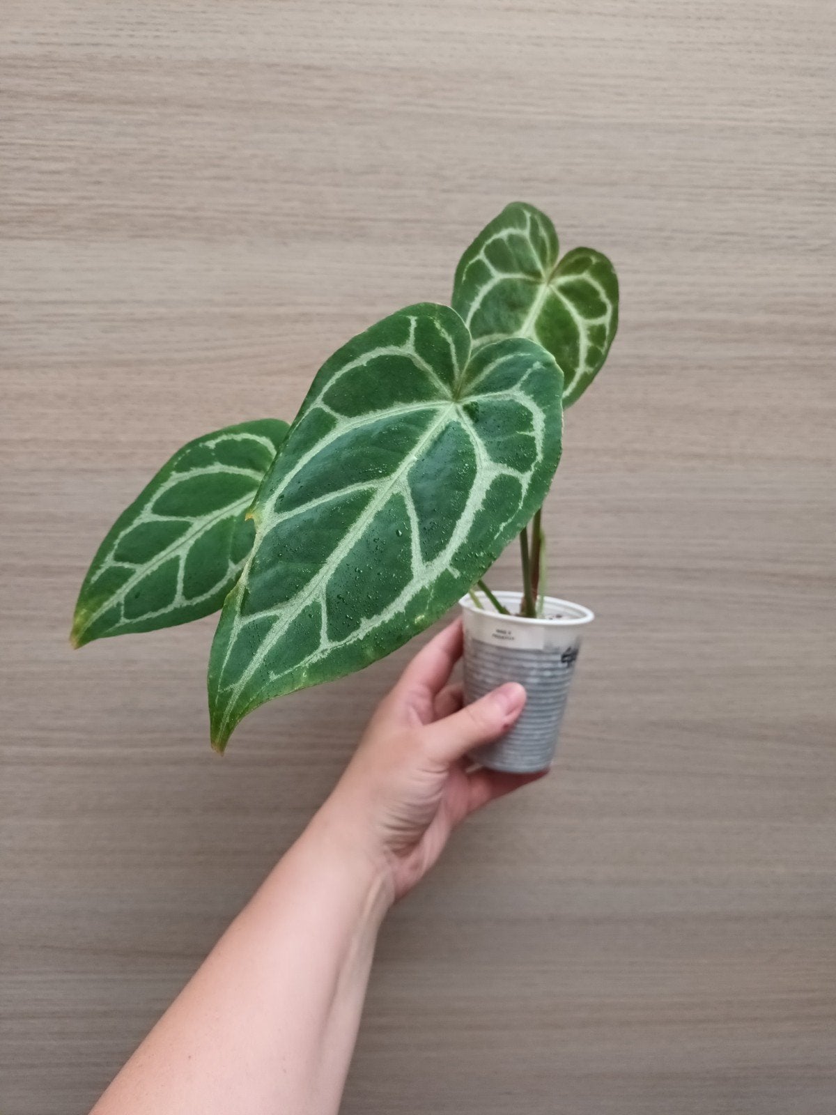 Anthurium magnificum x (pedatoradiatum?), Huis en Inrichting, Ophalen of Verzenden
