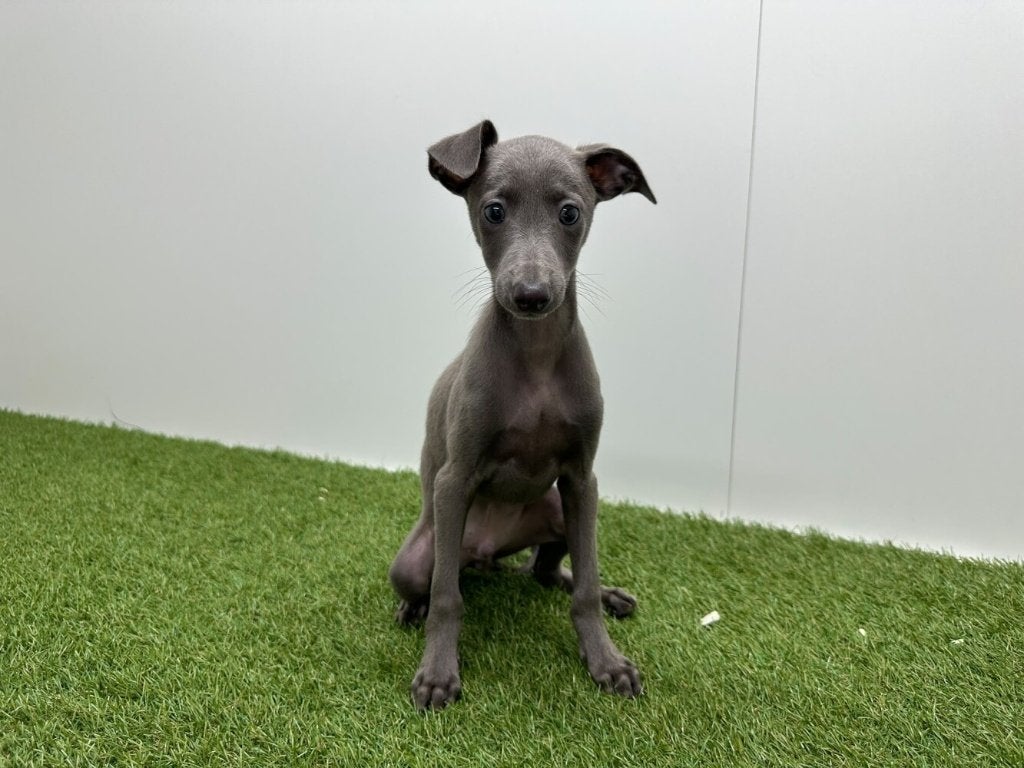 Italiaanse Windhondjes pups