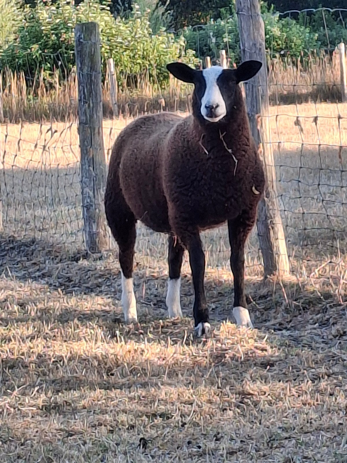 zwartblesschapen te koop, Femelle, Mouton, 0 à 2 ans