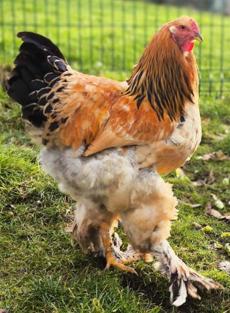 Brahma haan, Dieren en Toebehoren, Pluimvee