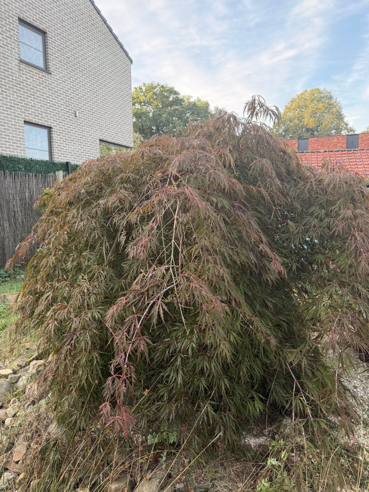 Japanse esdoorn, Tuin en Terras, Ophalen