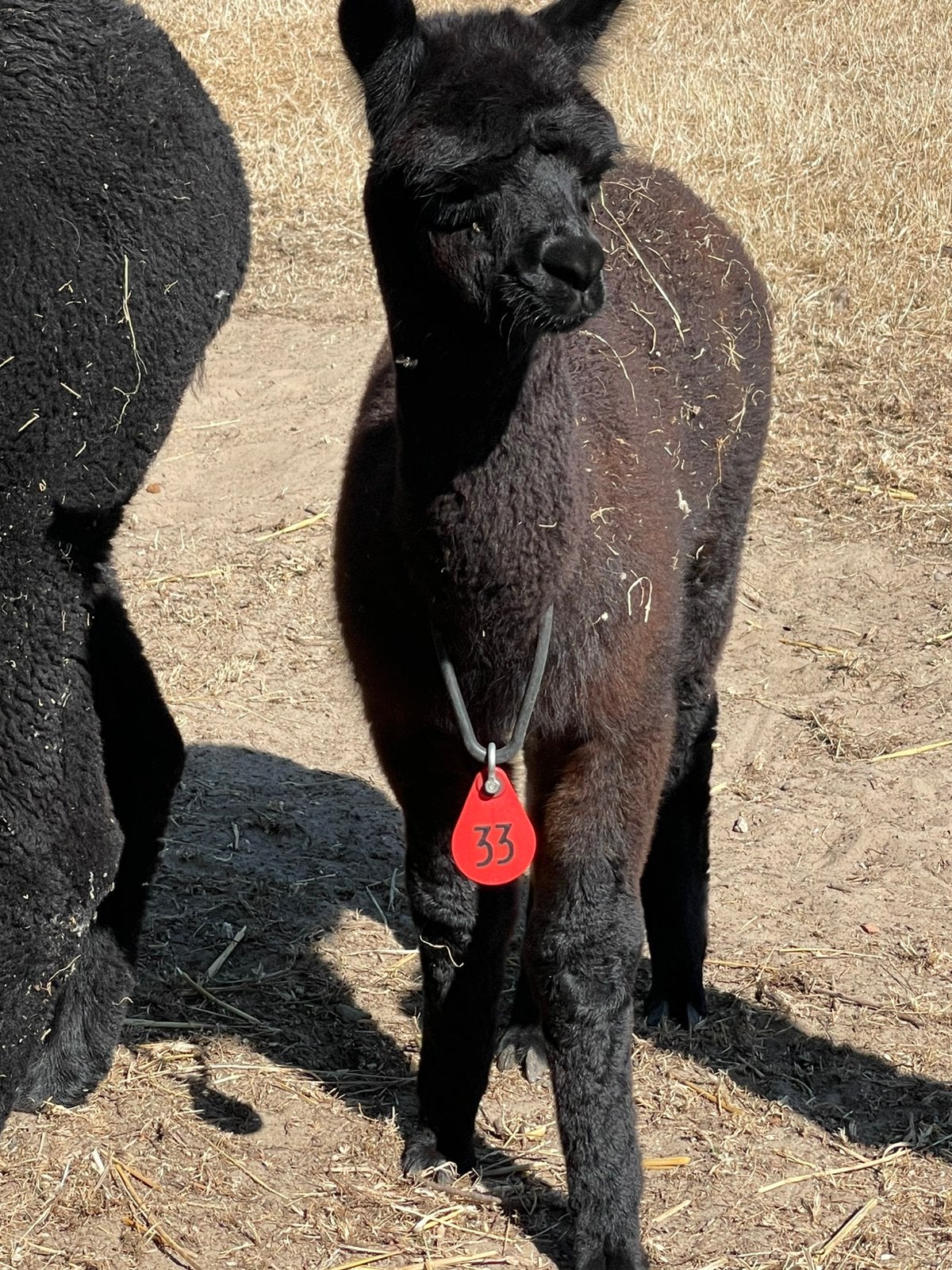 Alpaca merrie zwart, Mai, Femelle