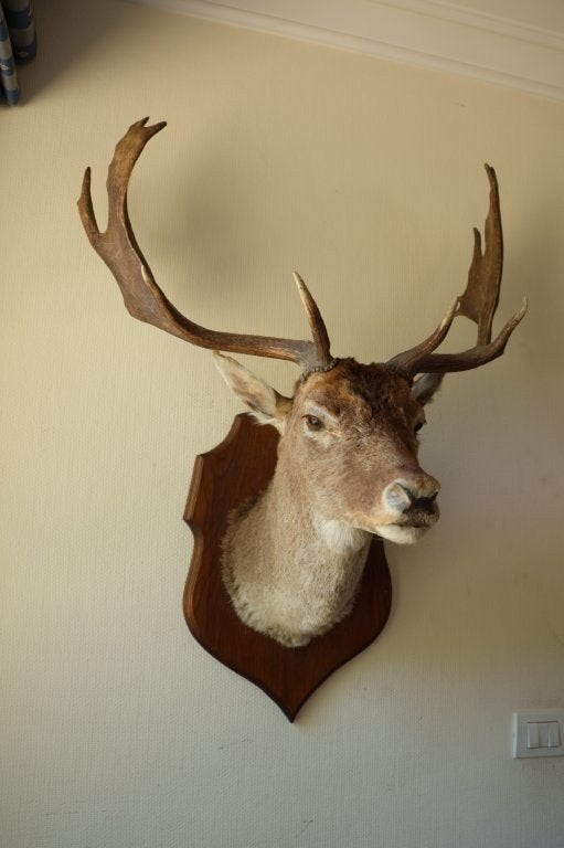 Taxidermie opgezette kop damhert, Verzamelen, Dierenverzamelingen, Ophalen, Gebruikt, Hert, Gewei of Kop