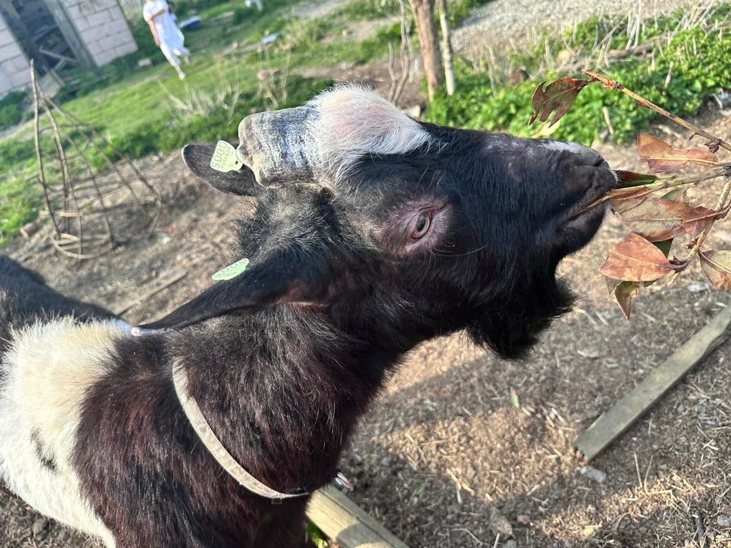 Bok melkgeiten ras, Dieren en Toebehoren, Schapen, Geiten en Varkens