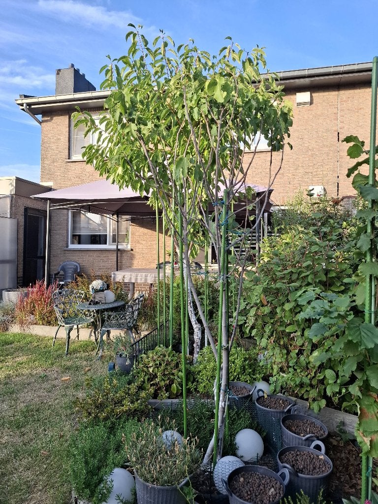 Vijgenboom, Ophalen, Volle zon, Vijgenboom, 100 tot 250 cm