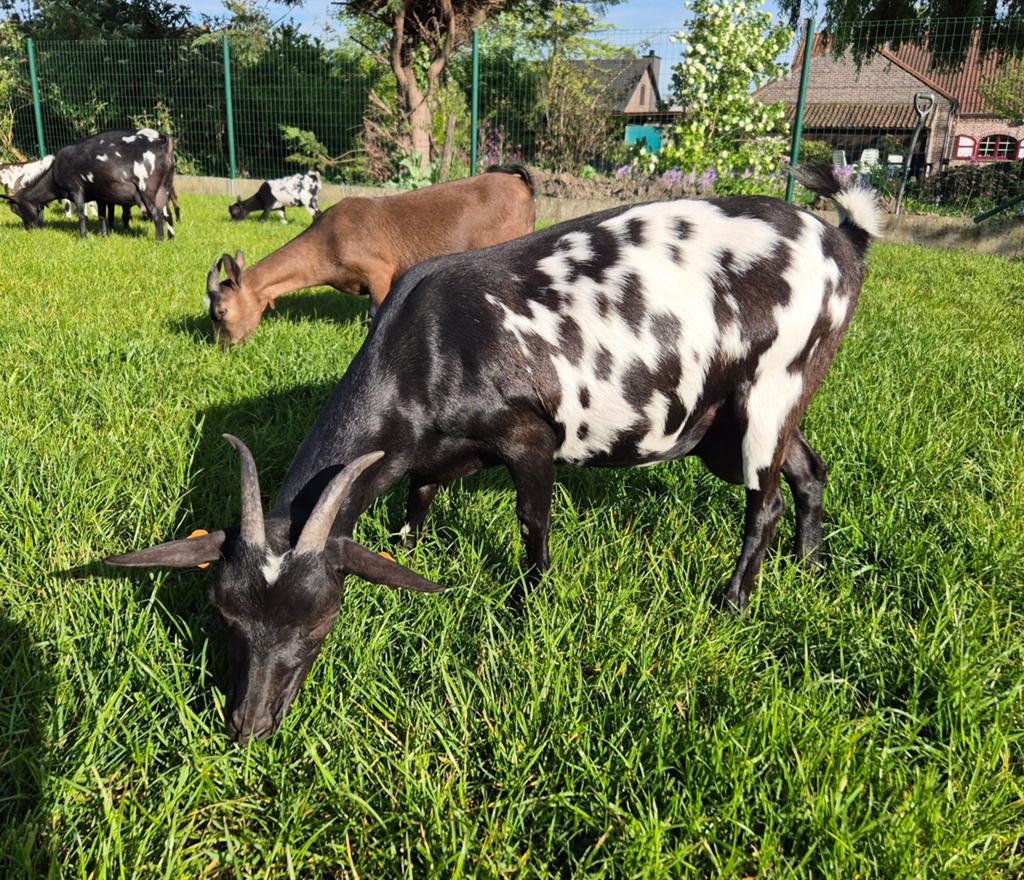 Mooi zwartstippel geitje (mieke), Dieren en Toebehoren, Schapen, Geiten en Varkens, Vrouwelijk, Geit, 0 tot 2 jaar