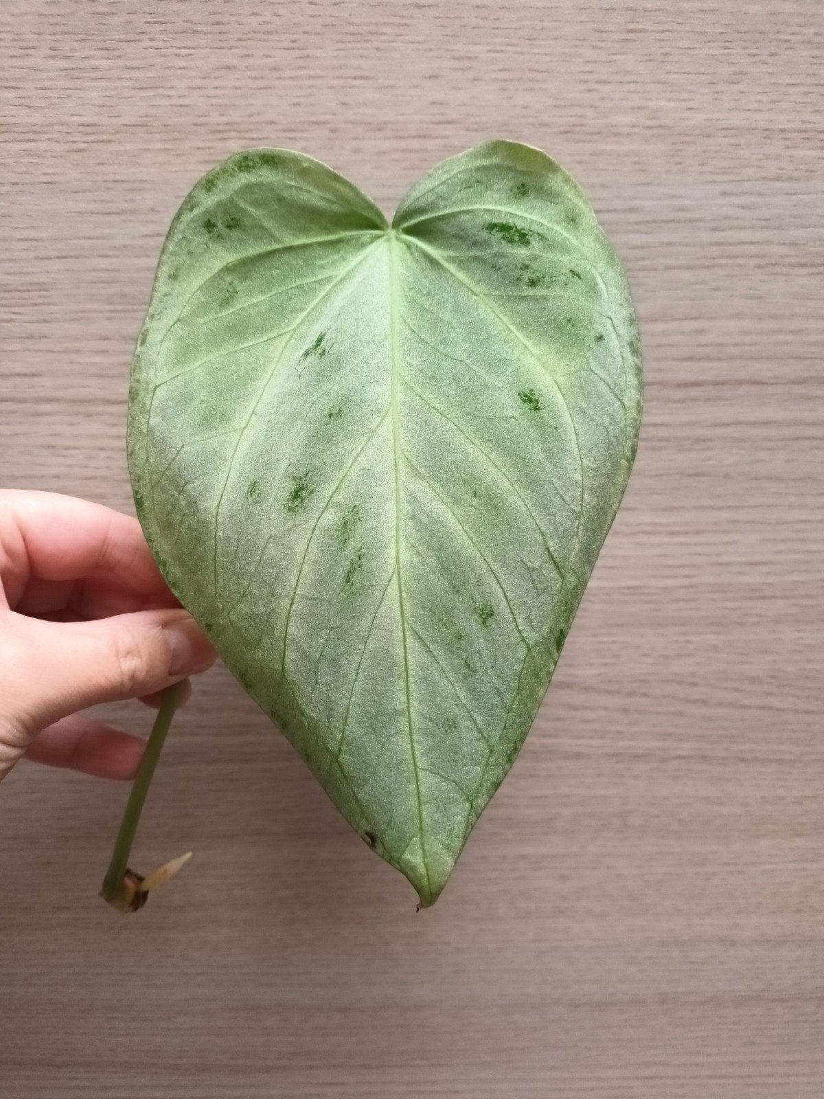 Anthurium silver hope, Enlèvement ou Envoi