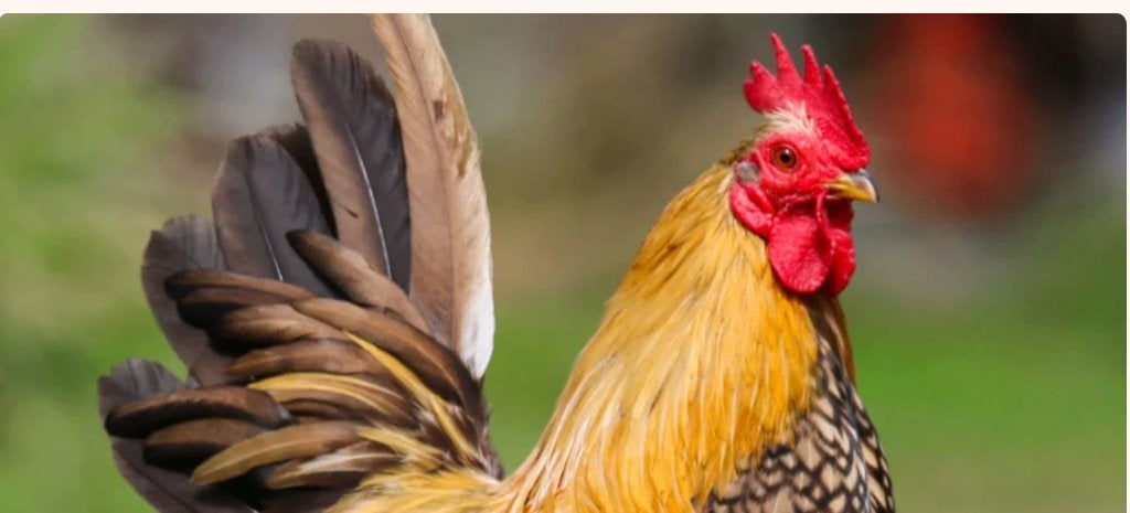 Serama haantjes, Dieren en Toebehoren, Vogels | Overige Vogels, Mannelijk, Tam