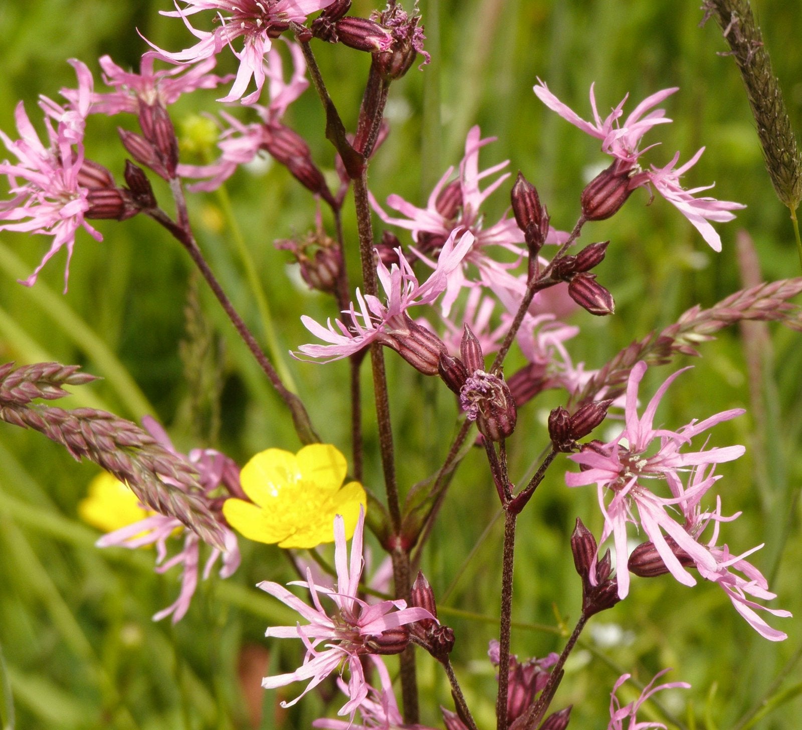 Echte koekoeksbloem | Zaden uit eigen gifvrije tuin, Tuin en Terras, Bloembollen en Zaden, Zaad, Voorjaar, Halfschaduw, Ophalen of Verzenden
