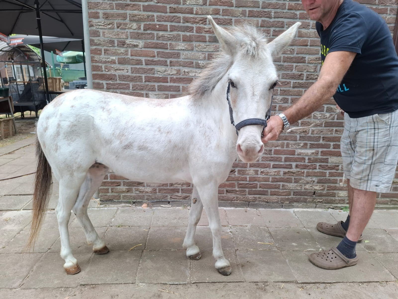 meerdere ponys en 1 muilezel te koop, Jument