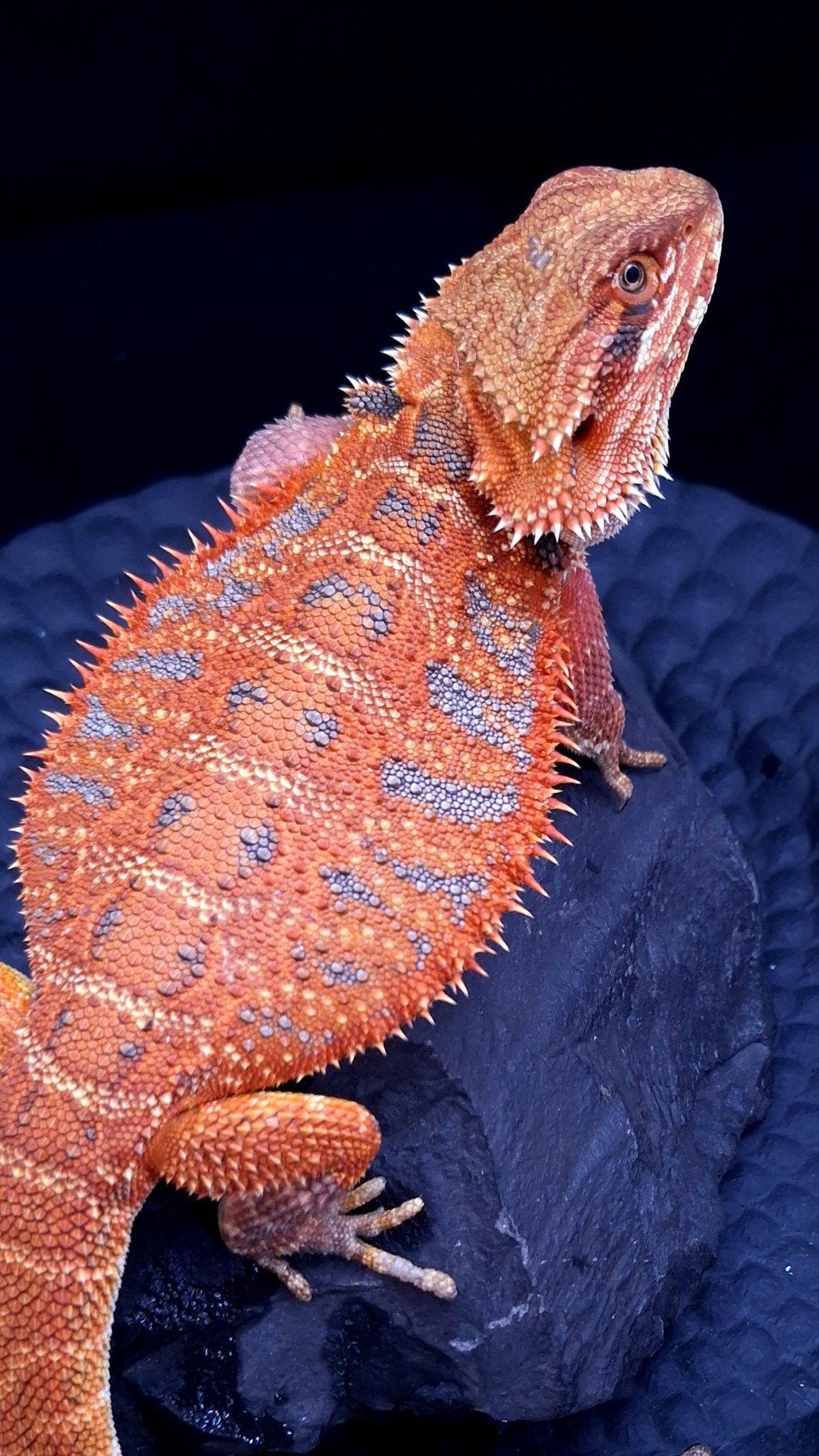 AANBIEDING!! 50% Red Monster Extreme Blue Tiger 2x Vrouw, Lézard, 0 à 2 ans