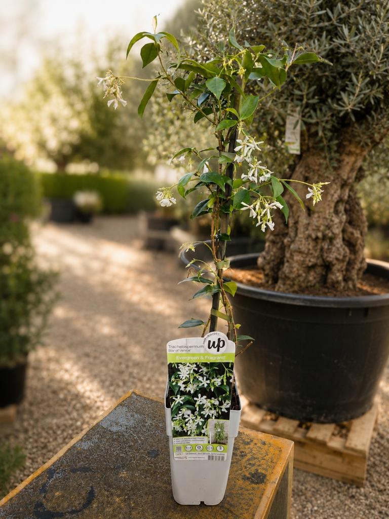 Toscaanse Jasmijn - winterharde, Jardin & Terrasse, Plantes | Jardin, Mi-ombre, Enlèvement