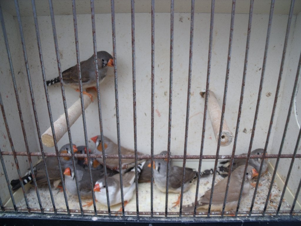 zebravinken, Dieren en Toebehoren