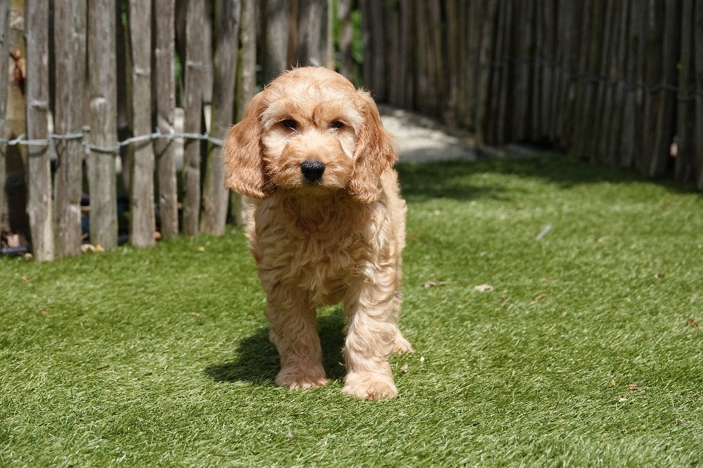 Magnifiques chiots Cockapoo Abricot et Sable, Autres races, Plusieurs, Hépatite contagieuse (maladie de Rubarth), Belgique