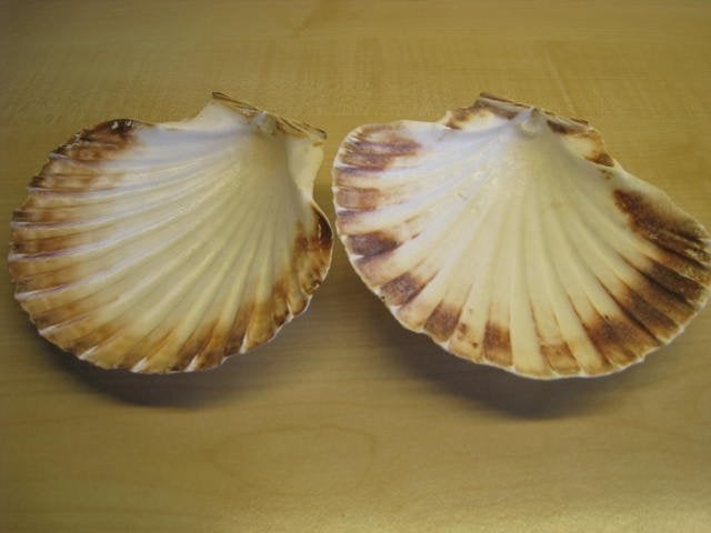 2 schelpen voor Coquilles Saint Jacques, in perfekt staat!!, Maison & Meubles, Enlèvement