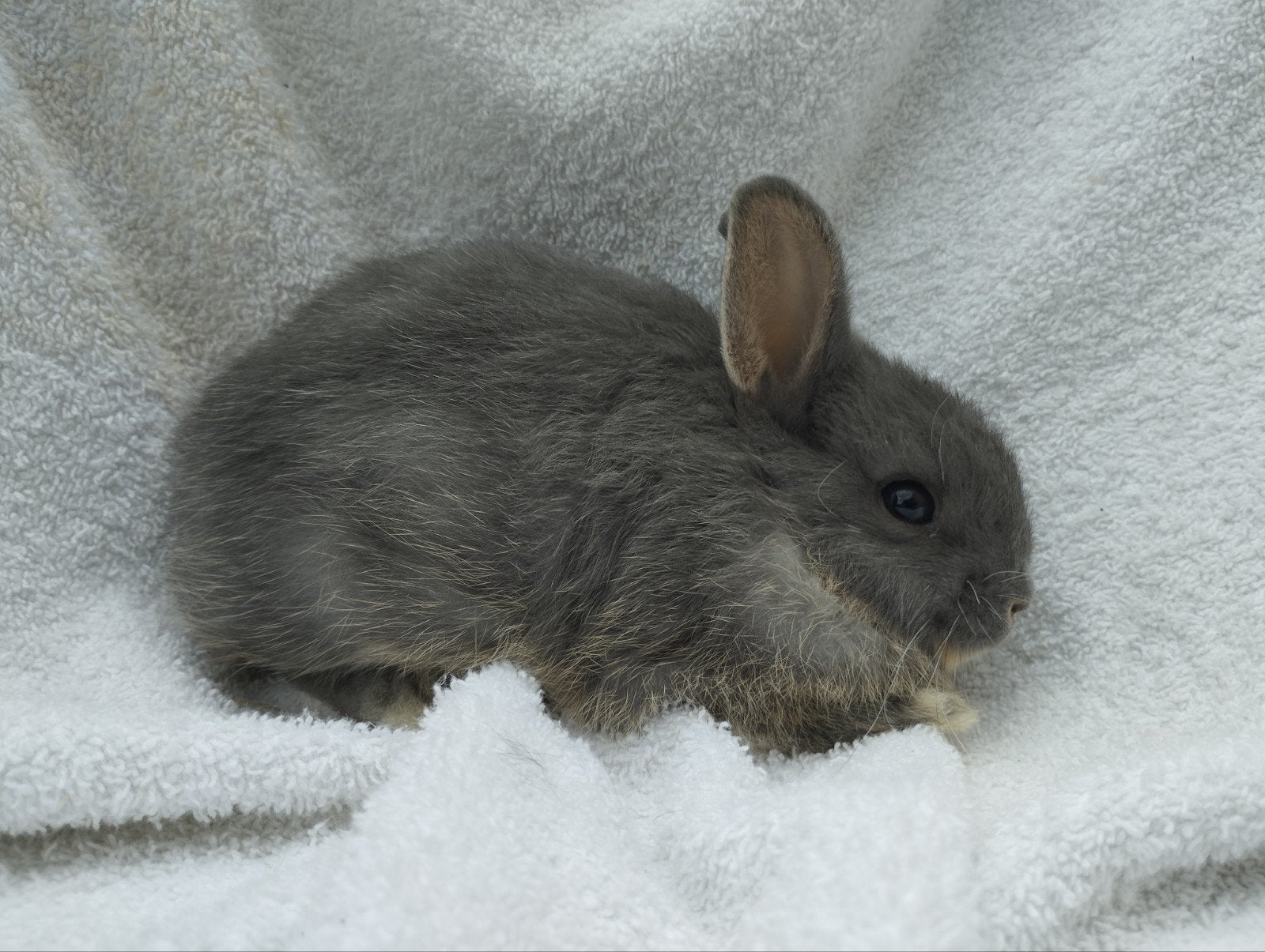 Konijntjes te koop, Dieren en Toebehoren, Konijnen, Vrouwelijk, Klein, 0 tot 2 jaar