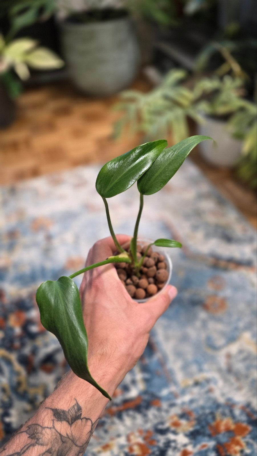 Monstera burl marx flame, Ophalen of Verzenden