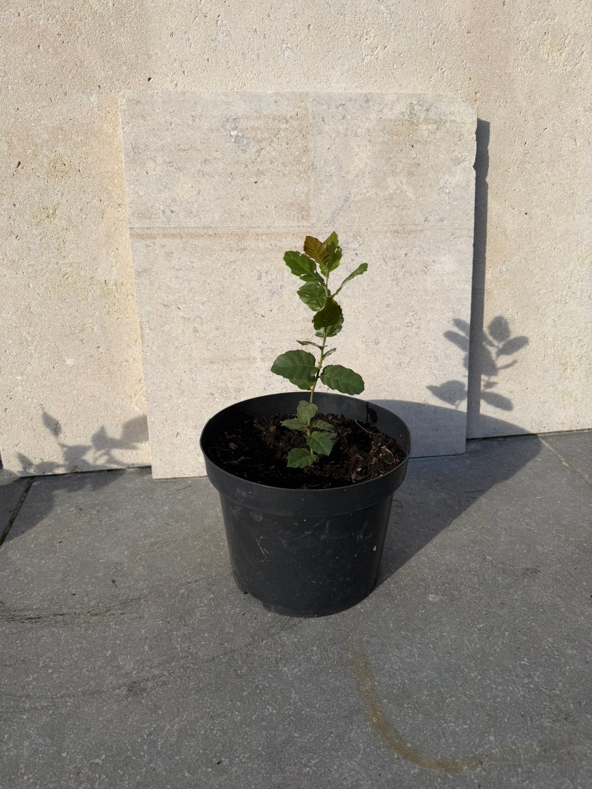 Quercus suber (kurkeik), Tuin en Terras, Ophalen, Vaste plant