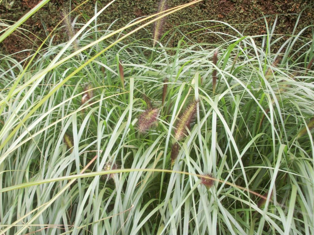 Pennisetum alopecuroides ‘Black Beauty’, Tuin en Terras, Planten | Tuinplanten, Ophalen, Volle zon, Vaste plant, Siergrassen