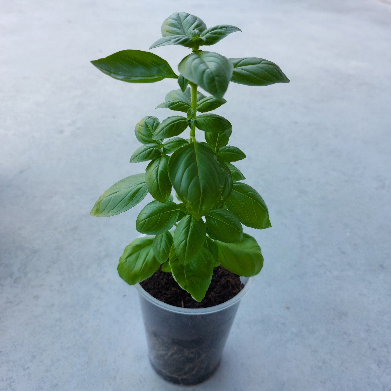 Basilicum, Jardin & Terrasse, Plantes | Jardin, Enlèvement, Herbes