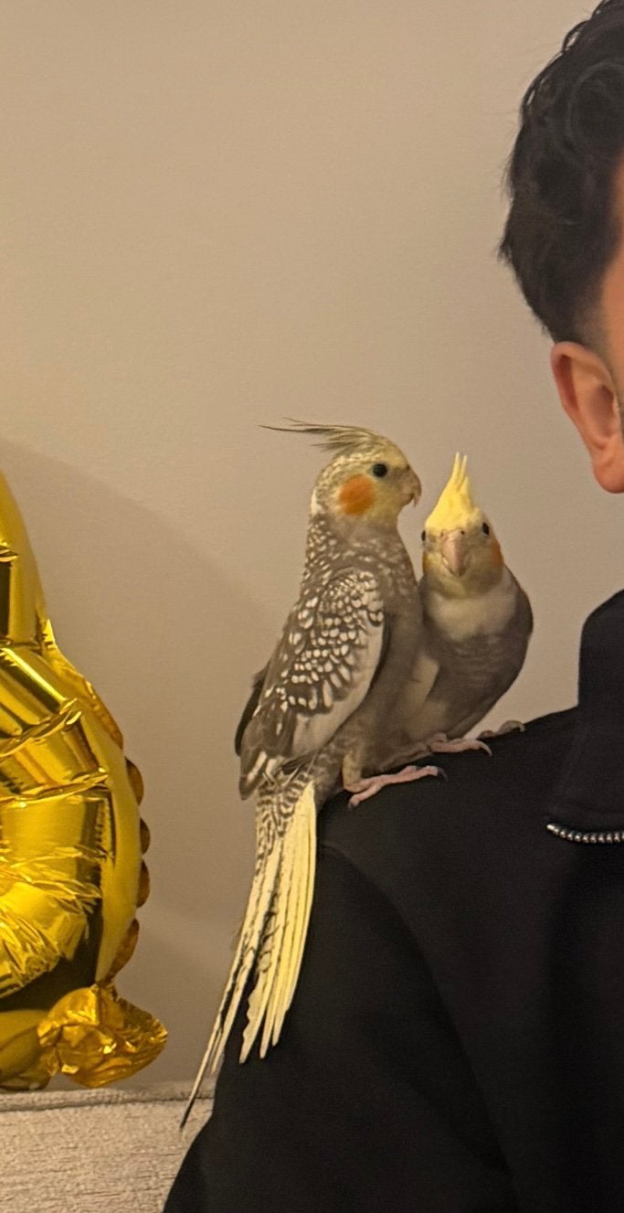 Valkparkieten, Dieren en Toebehoren