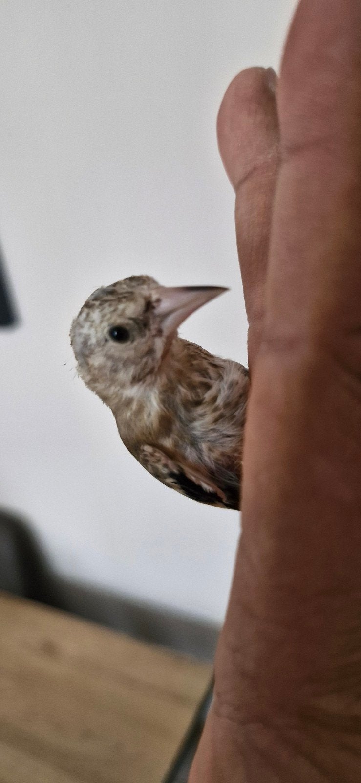 Lot de Chardonneret, Animaux & Accessoires, Oiseaux | Oiseaux Autre