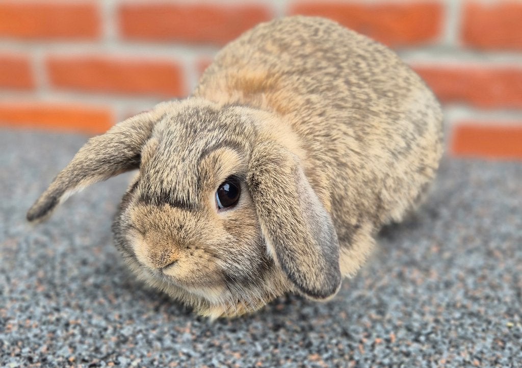 MINILOP x NHD VOEDSTER, Dieren en Toebehoren, Konijnen, Dwerg, Vrouwelijk, 0 tot 2 jaar, Hangoor