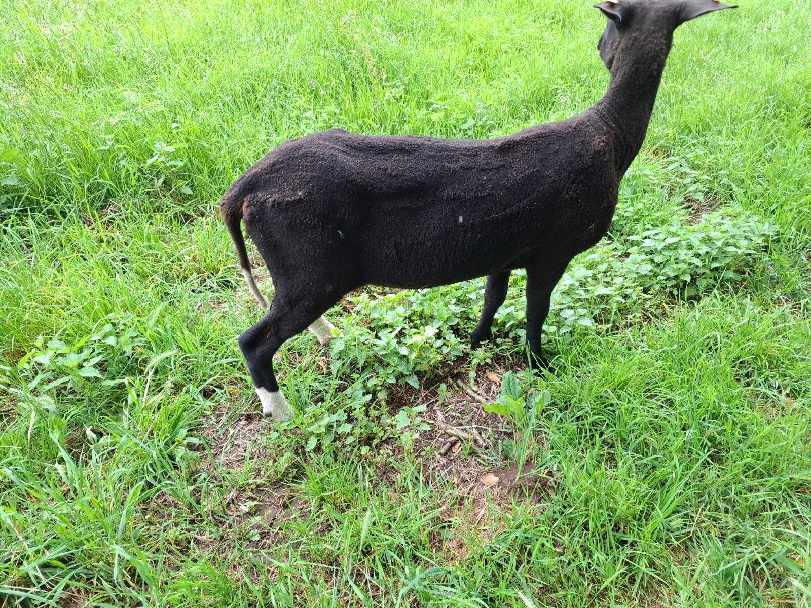 Zwartblesram, Maart, Mannelijk