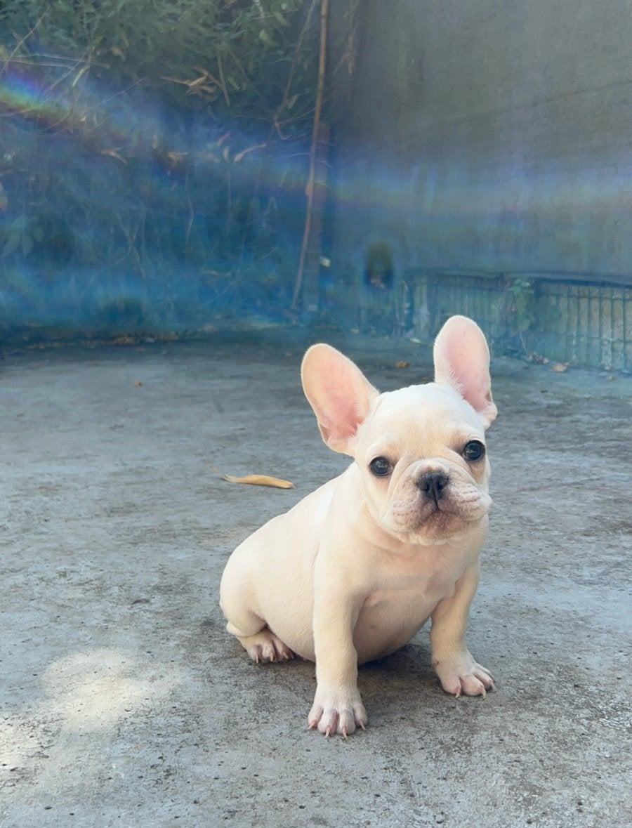 Franse Bulldog ouders aanwezig, België, Particulier, CDV (hondenziekte), 8 tot 15 weken