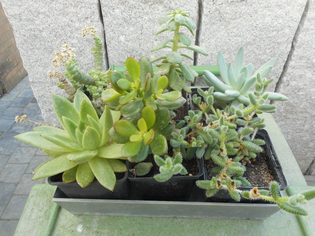 Planten, Tuin en Terras, Overige soorten, Vaste plant, Ophalen of Verzenden, Halfschaduw