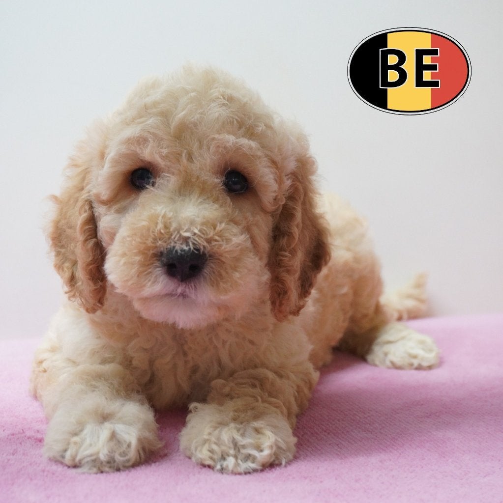 Magnifiques chiots Cockapoo joueurs et affectueux (belges), Animaux & Accessoires, Commerçant, Autres races, 8 à 15 semaines, Plusieurs